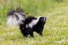 Striped skunk digging for food Art Print